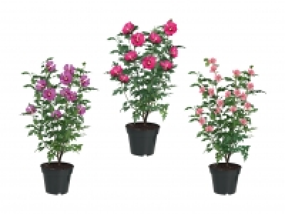 Gartenhibiskus CHF 5.99