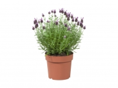 Lidl  Lavendel Stoechas XL