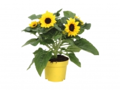 Lidl  Helianthus Sunbelievable