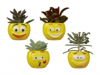 Kalanchoe in Keramik «Funny Faces» CHF 2.99