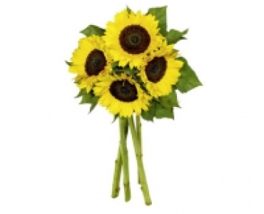 Aldi Suisse  SONNENBLUMEN STRAUSS