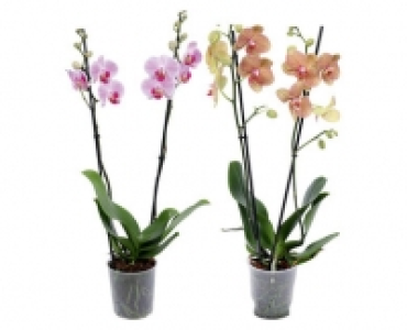 ORCHIDEE