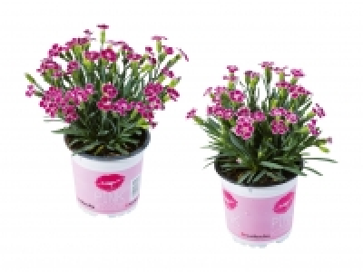 Dianthus «Pink Kisses» CHF 2.49
