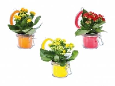 Kalanchoe im Glas CHF 2.99