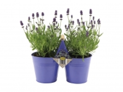 Lavendel Angustifolia im Duo-Zinktopf CHF 8.99