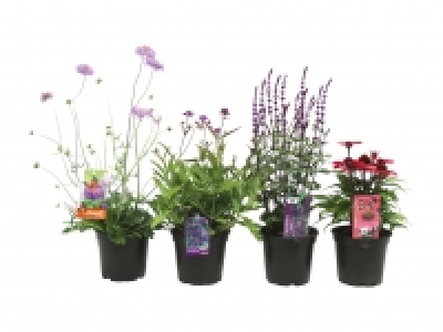 Bienenfreundliche Stauden CHF 4.99