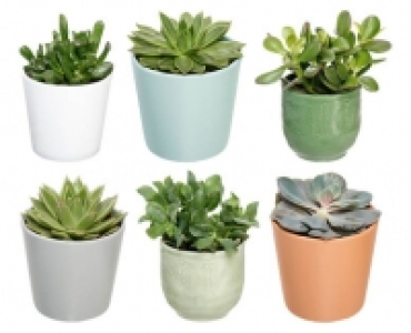 SUKKULENTE CHF 4.99