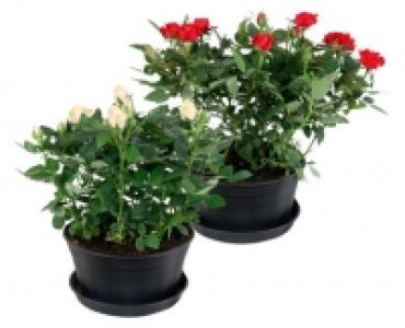 ROSENSCHALE CHF 6.99