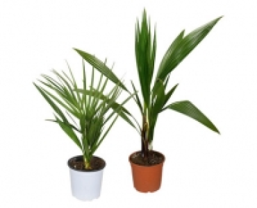 Aldi Suisse  PALME