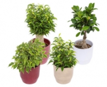 Aldi Suisse  FICUS MIX