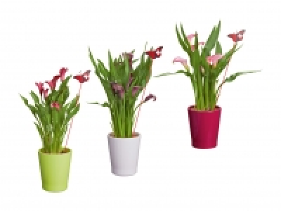 Calla in Keramik zum 1. August CHF 7.99
