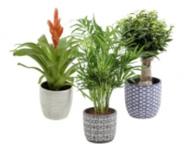 Aldi Suisse  ZIMMERPFLANZE