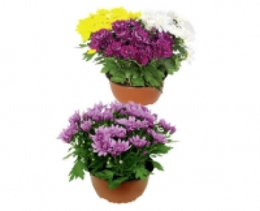 SOMMER-CHRYSANTHEMEN SCHALE