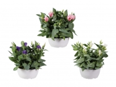 Lidl  Eustoma in Schale