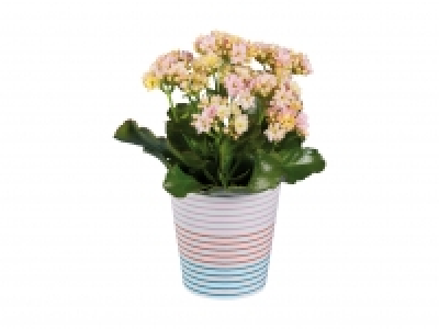 Kalanchoe Mosaic in Keramik CHF 4.99