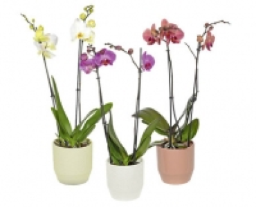 ORCHIDEE CHF 9.99