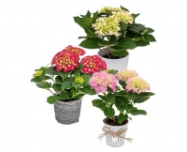 Aldi Suisse  HORTENSIE