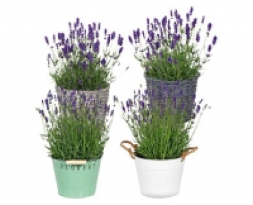 Aldi Suisse  LAVENDEL XL