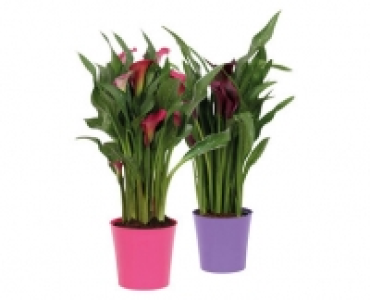 Aldi Suisse  ZANTEDESCHIA MIX