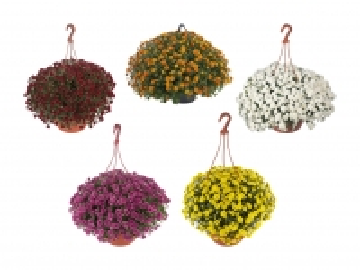 Chrysanthemen Ampel «Skyfall» CHF 9.99