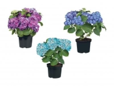 Gartenhortensien CHF 7.99