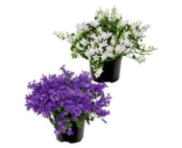 Aldi Suisse  CAMPANULA