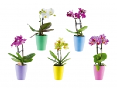 Mini-Phalaenopsis in Keramik CHF 4.99