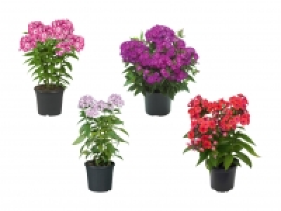 Phlox paniculata CHF 6.99