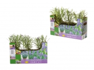 Lavendel angustifolia CHF 3.99