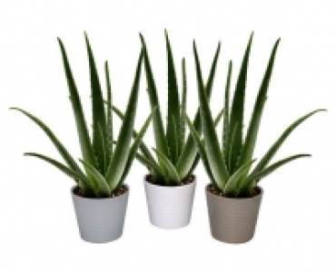 ALOE VERA
