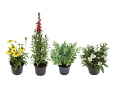 Aldi Suisse  HERBSTSTAUDEN-MIX