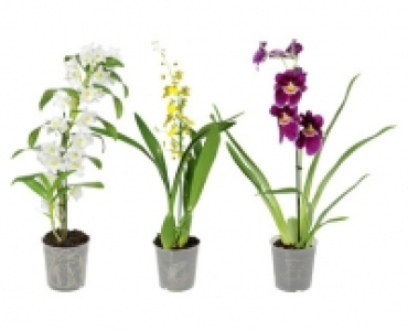 ORCHIDEE CHF 7.99