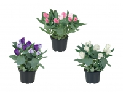 Eustoma CHF 2.79