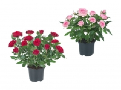 Topfrosen CHF 1.99