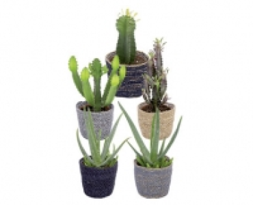 ALOE VERA UND EUPHORBIA