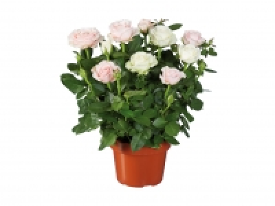 Rosen-Duo CHF 4.99