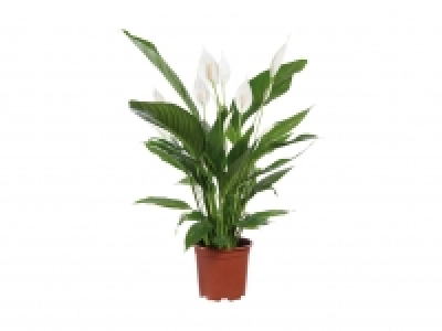 Spathiphyllum CHF 8.99