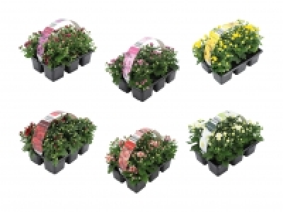 Chrysanthemen CHF 4.99