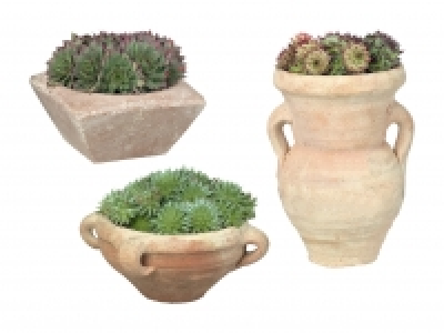 Steingartenpflanzen im Steinguttopf CHF 4.99