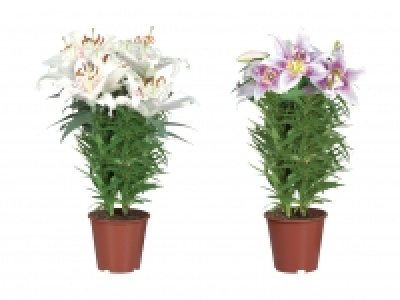 Orientalische Lilien CHF 8.99