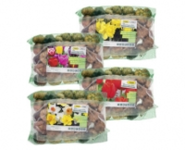BLUMENZWIEBELN CHF 9.99