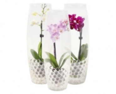 MINI-ORCHIDEE CHF 5.99
