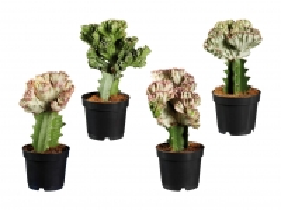 Euphorbia Lactea CHF 7.99