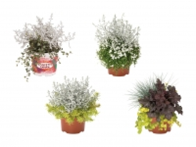 Confetti Garden Duo CHF 2.99