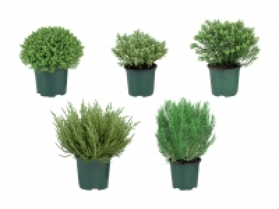 Hebepflanzen CHF 1.29