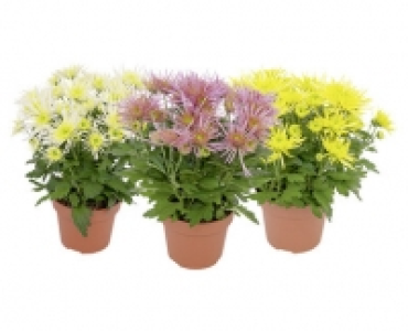 Aldi Suisse  CHRYSANTHEMEN SPIDER