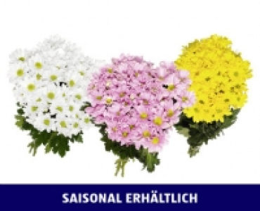 Aldi Suisse  CHRYSANTHEMEN STRAUSS