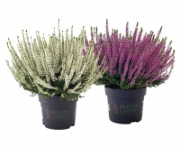 CALLUNA CHF 4.99