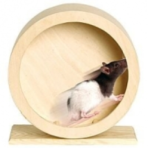Laufrad aus Holz CHF 29.90