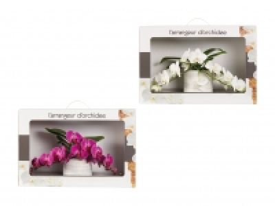Phalaenopsis Arrangement in Geschenkverpackung CHF 29.99